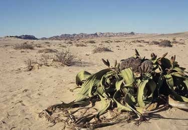 Welwitschia mirabilis - Plante du désert de Namibie