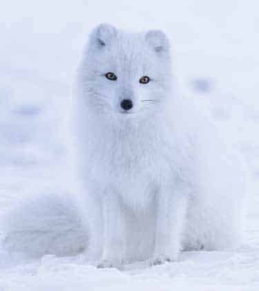 Renard polaire - Adaptation au désert arctique