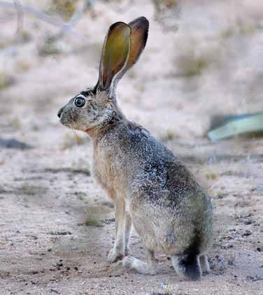 Lièvre de Californie - Adaptation thermique