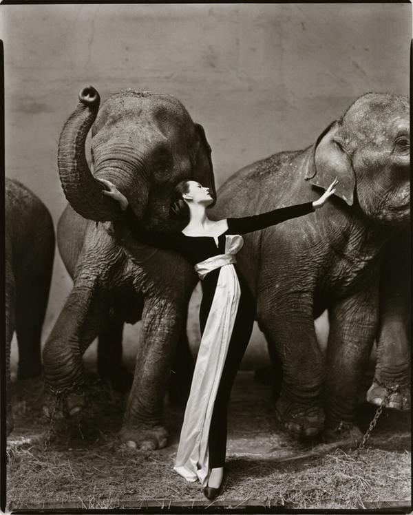 Richard Avedon – Dovima with Elephants