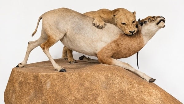 Louis Quantin et Jules Terrier – Lionne et oryx algazelle