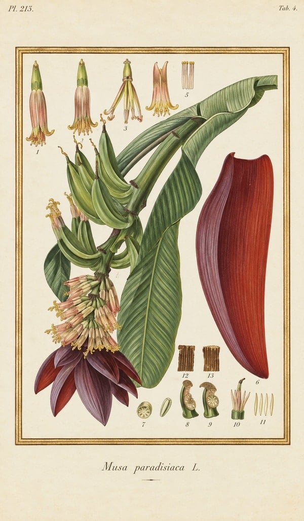 Madeleine Basseporte – Bananier, Musa × paradisiaca
