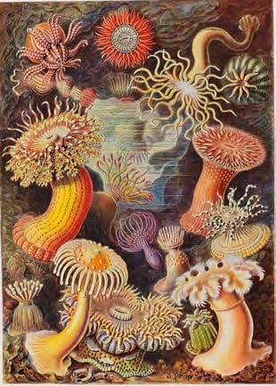 Ernst Haeckel – Kunstformen der Natur